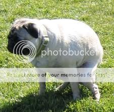 rent a pug pug rentals home rent a pug pug rentals home