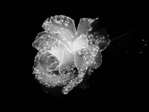 Animated Flowers Pictures, Images and Photos