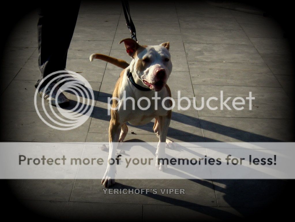 yerichoffpits sorrells apbt yerichoffpits sorrells apbt