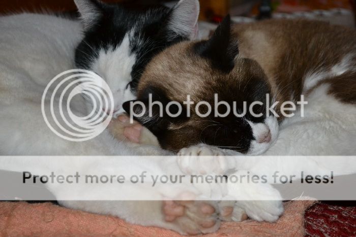 DSC_5837_zps8fb4eb19.jpg