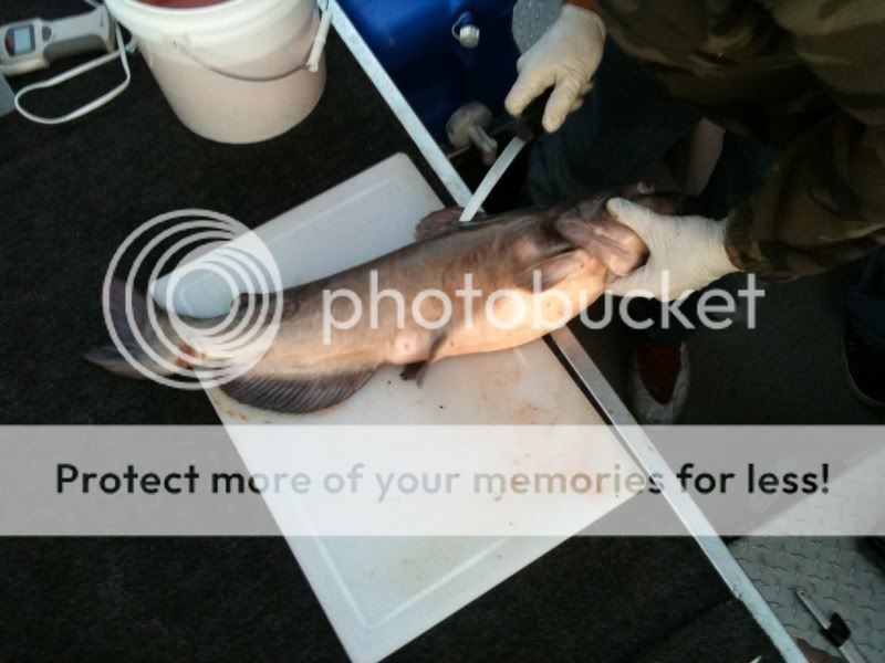 Palouse/Snake River Report (Another Pic Added) Game Fishing Forum