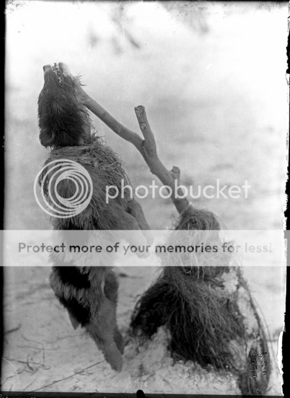 photo dog1_zps06c32e62.jpg