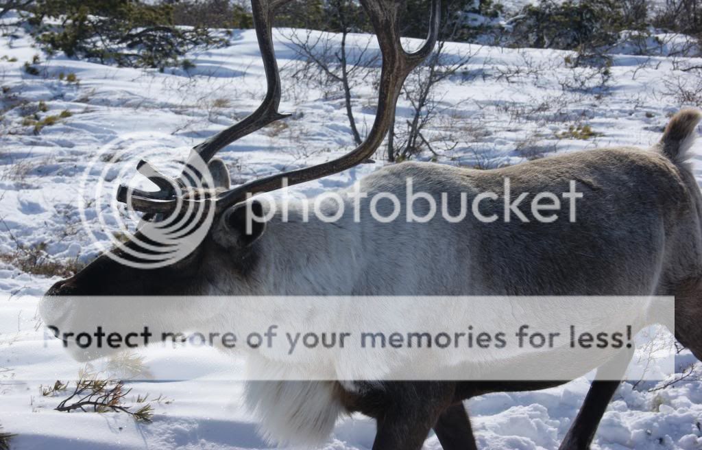 photo olen_zps3ec40a4a.jpg