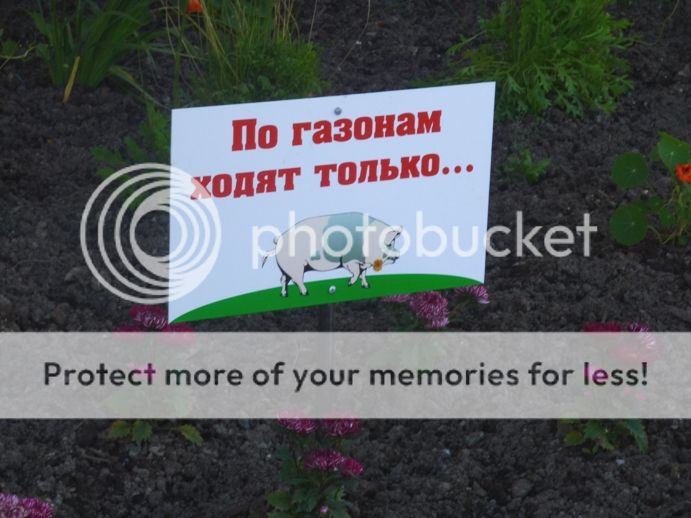 photo svinji_zpsae3d62f7.jpg
