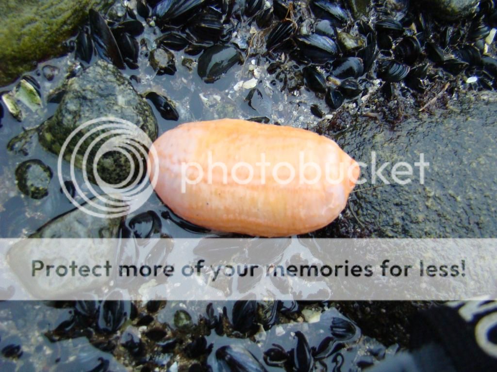 photo zhivotnoe_zps624166ed.jpg